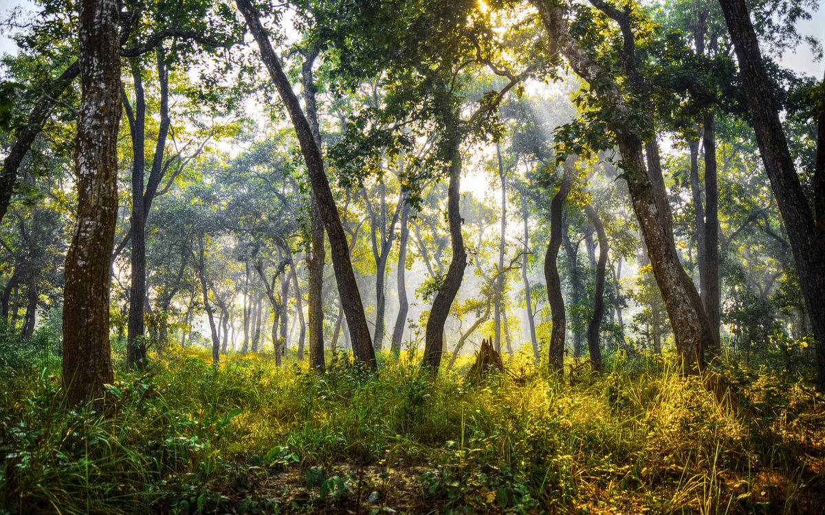 Dichter Wald mit Sonnenstrahlen im Chitwan Nationalpark.