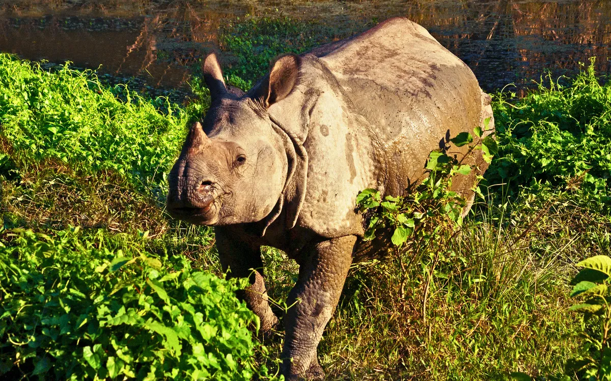 Nepal