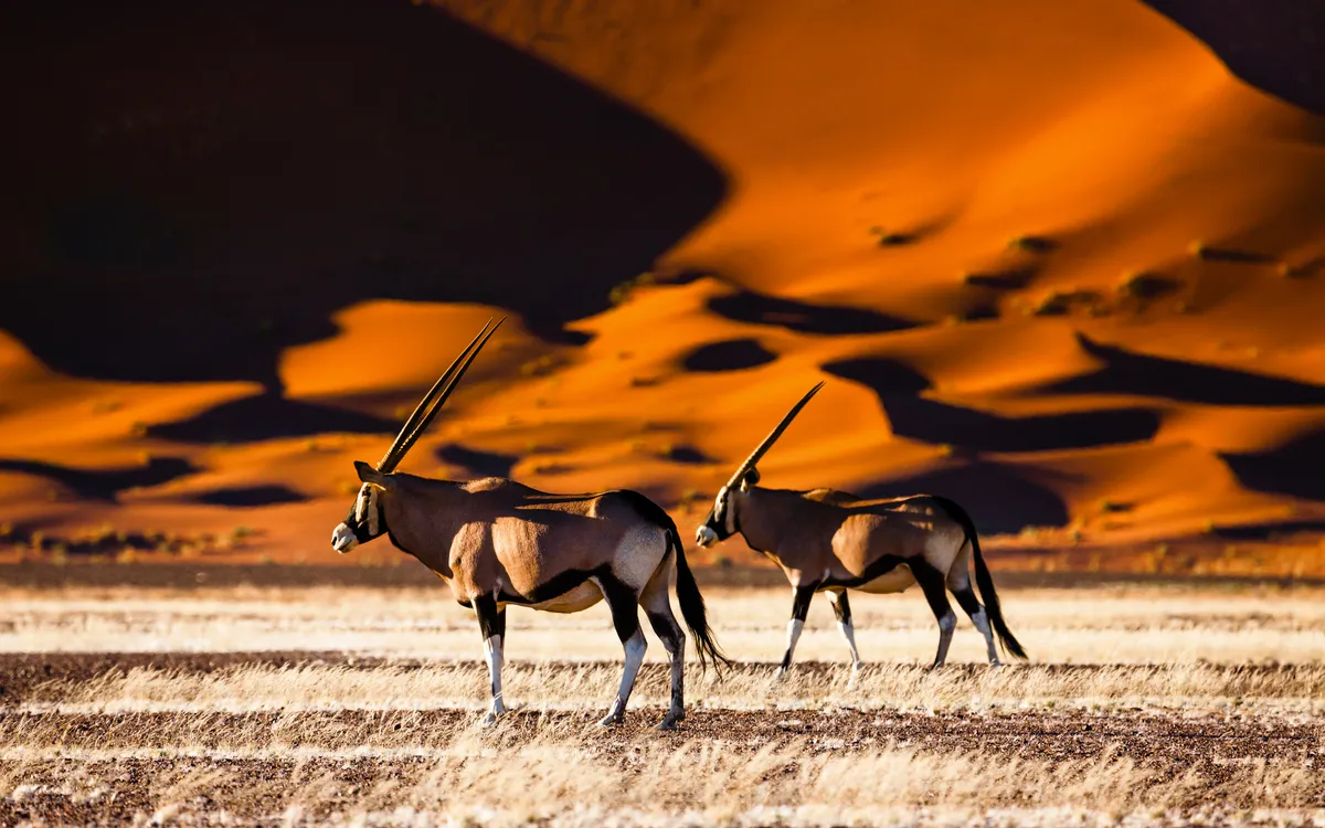 Zwei Oryx-Antilopen in einer trockenen Wüstenlandschaft mit roten Dünen.