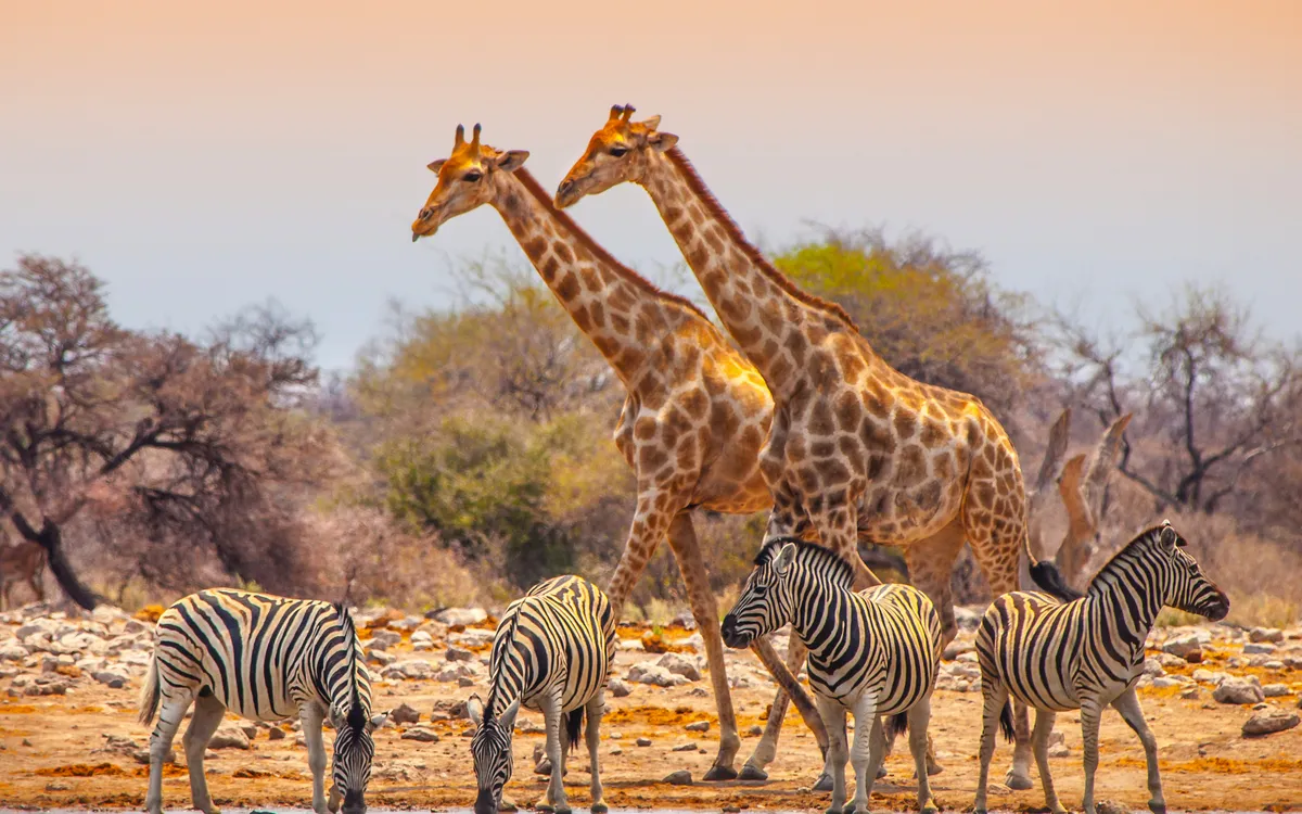 Giraffen und Zebras versammeln sich an einem Wasserloch im Etosha-Nationalpark in Namibia.