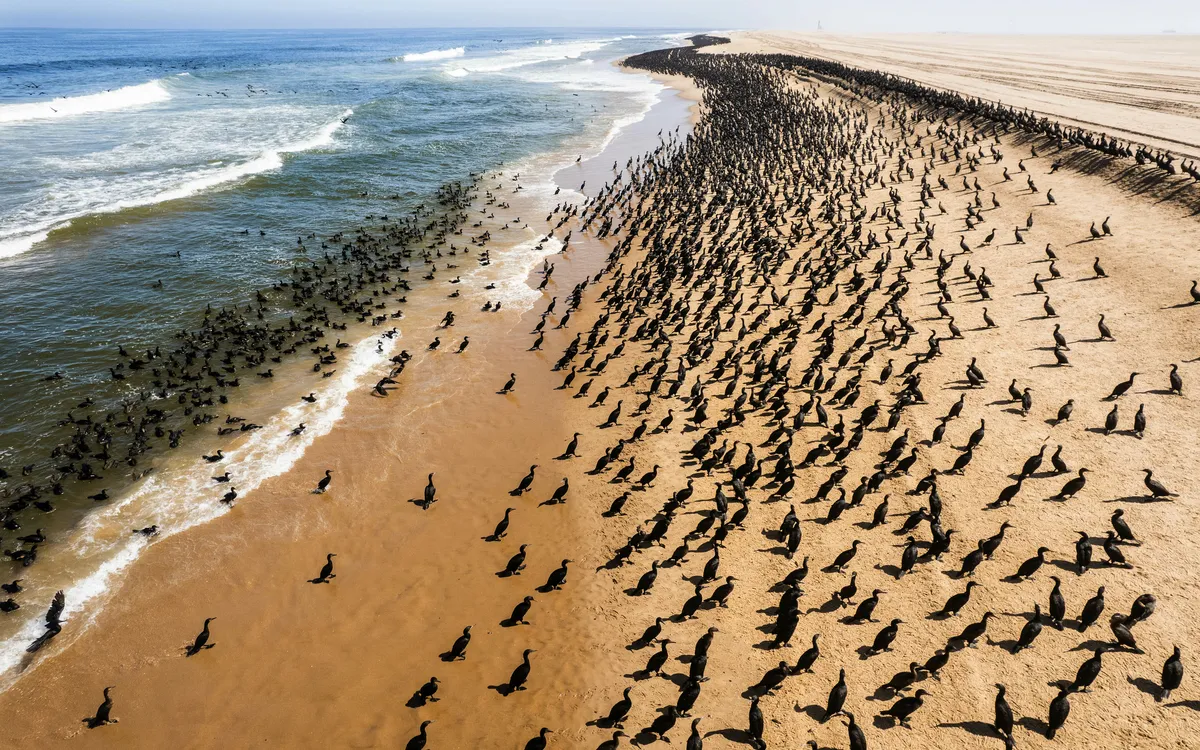 Riesiger Vogelschwarm am Strand von Walvis Bay in Namibia.
