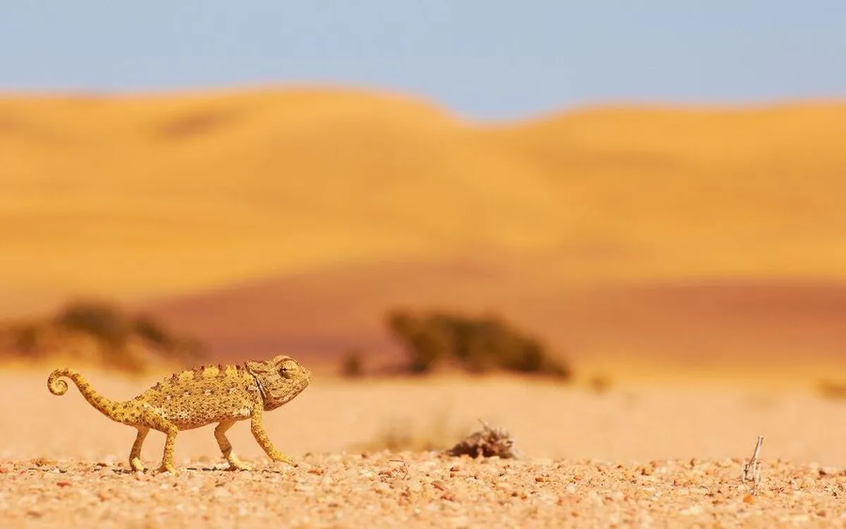 Namibia – Kontraste, Weite und Wildnis