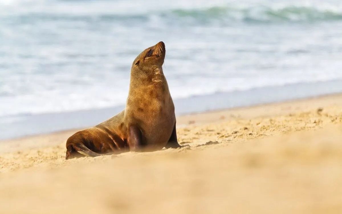 Seelöwe entspannt am Strand mit Blick auf das Meer im Hintergrund, die Sonne scheint hell.