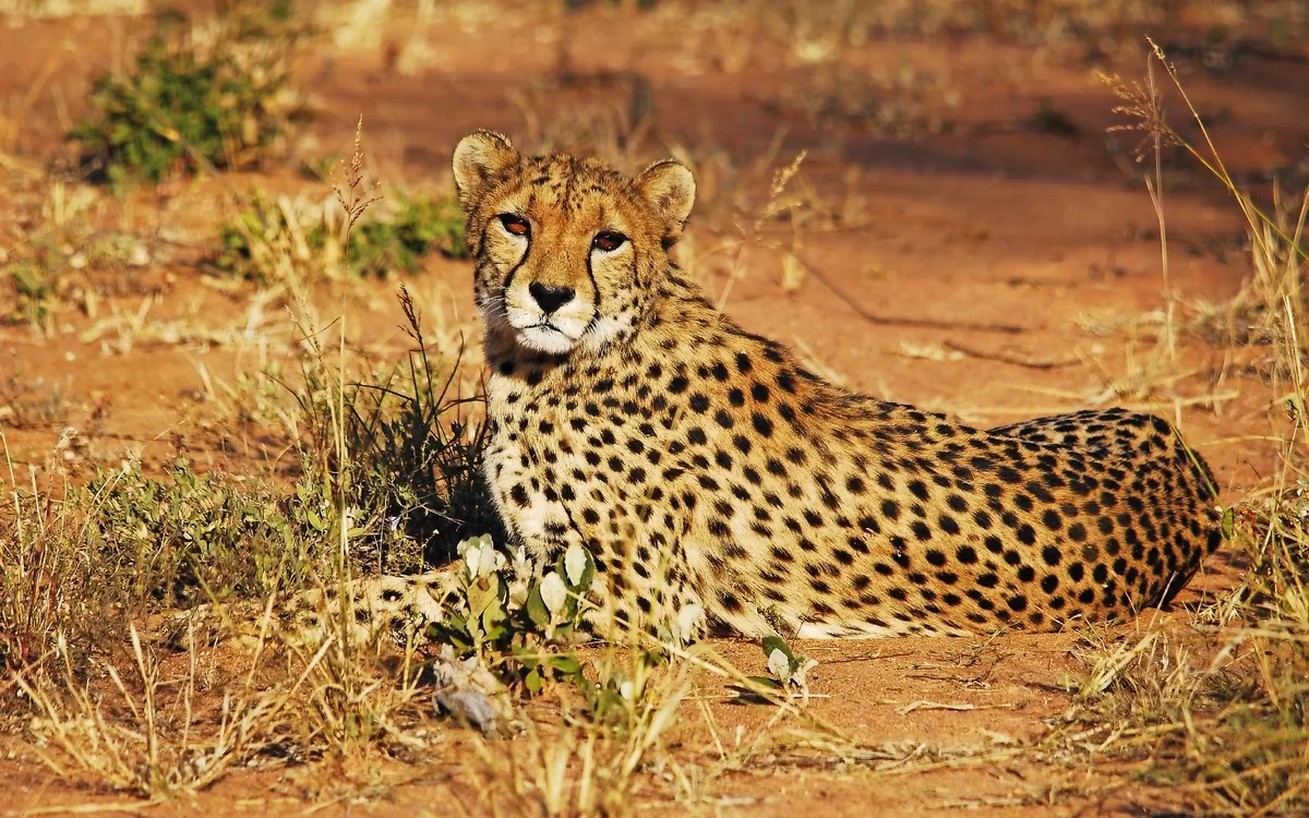 Ein Gepard liegt auf trockenem, grasbewachsenem Boden und schaut direkt in die Kamera.
