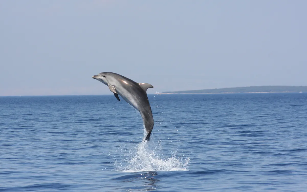 Forschung und Schutz der Delfine durch das Blue World Institute