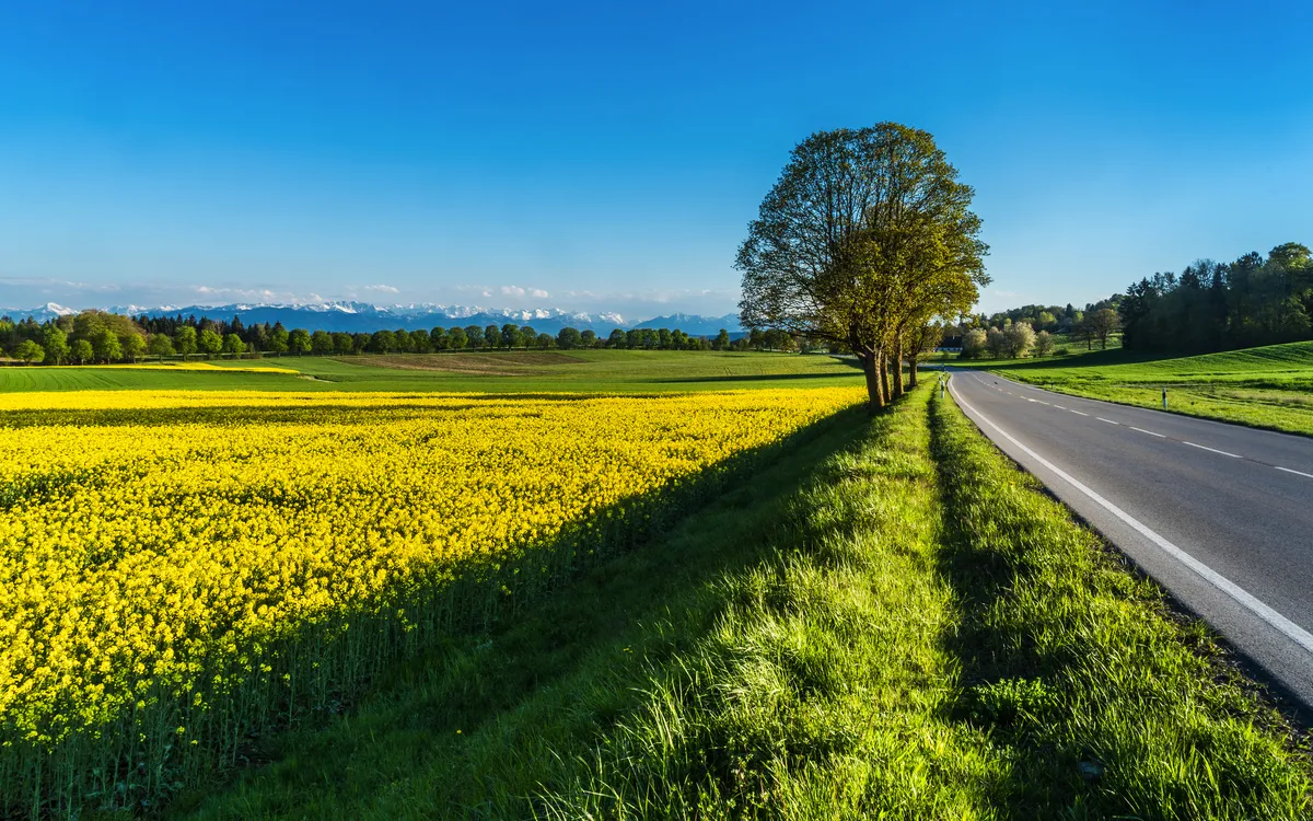 Landstraße durch gelbes Rapsfeld mit Alpenpanorama im Hintergrund.