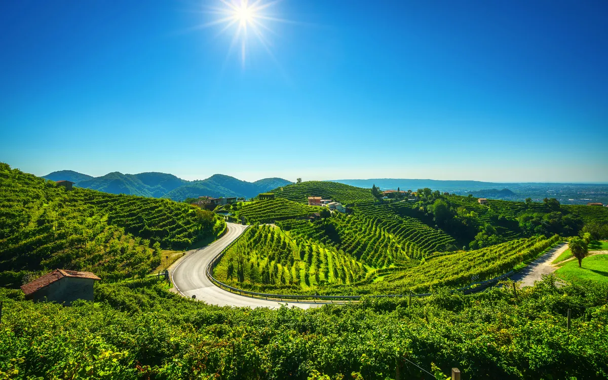 Sonniger Tag in hügeliger Landschaft mit Weinbergen und kurviger Straße.