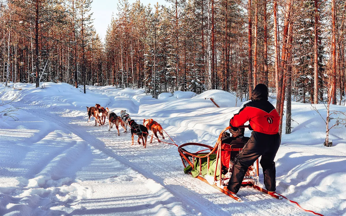 Person fährt Hundeschlitten mit Huskies durch verschneiten Wald.