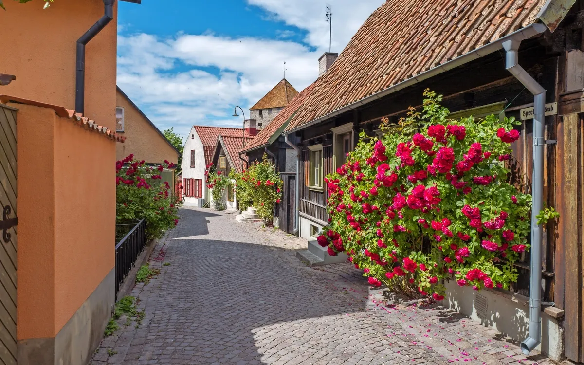 Pflasterstraße mit Häusern und blühenden Rosenbüschen an einem sonnigen Tag.