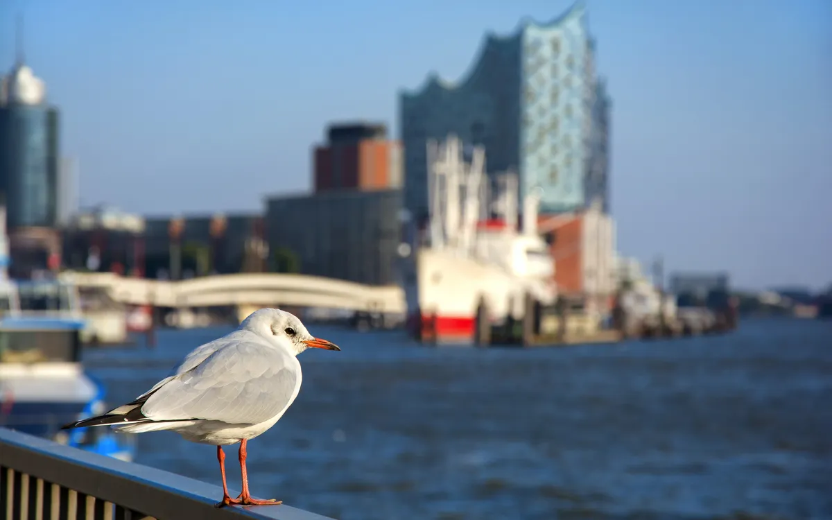 Möwe auf Geländer vor der Elbphilharmonie im Hamburger Hafen