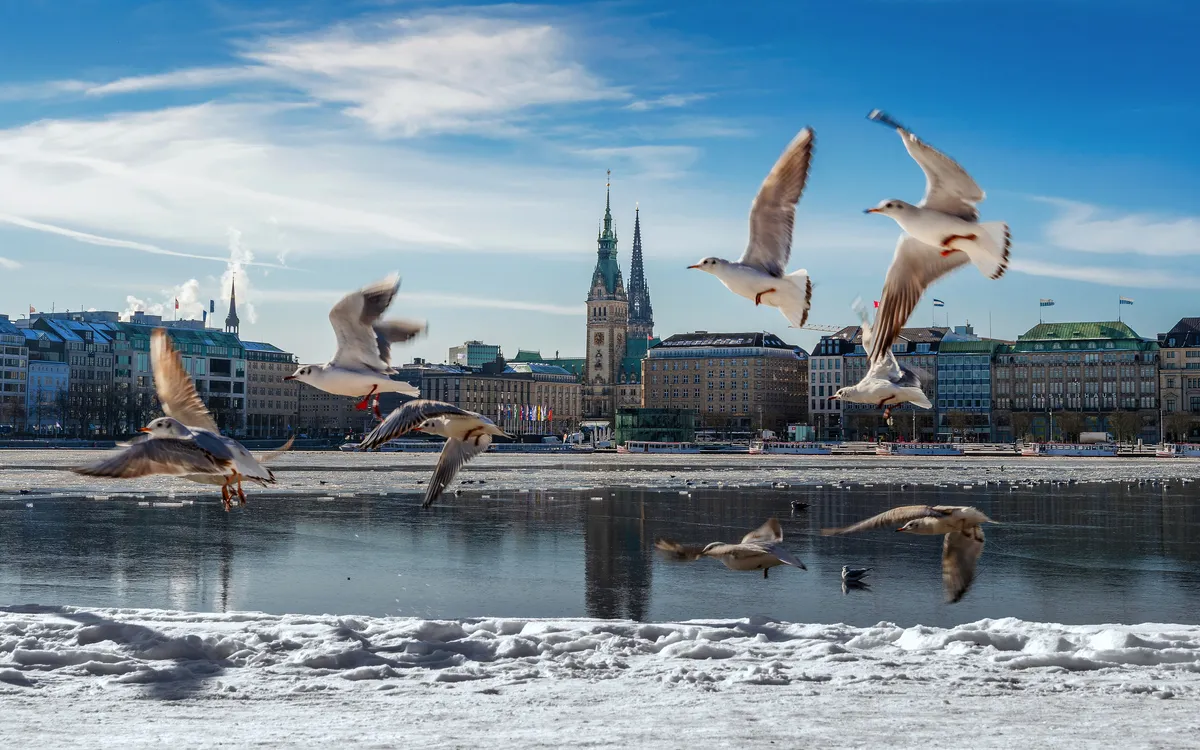 Schneebedeckte Alster in Hamburg mit Rathaus im Hintergrund und fliegenden Möwen.