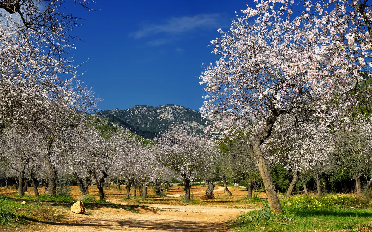 Mallorca zur Mandelblüte erleben!