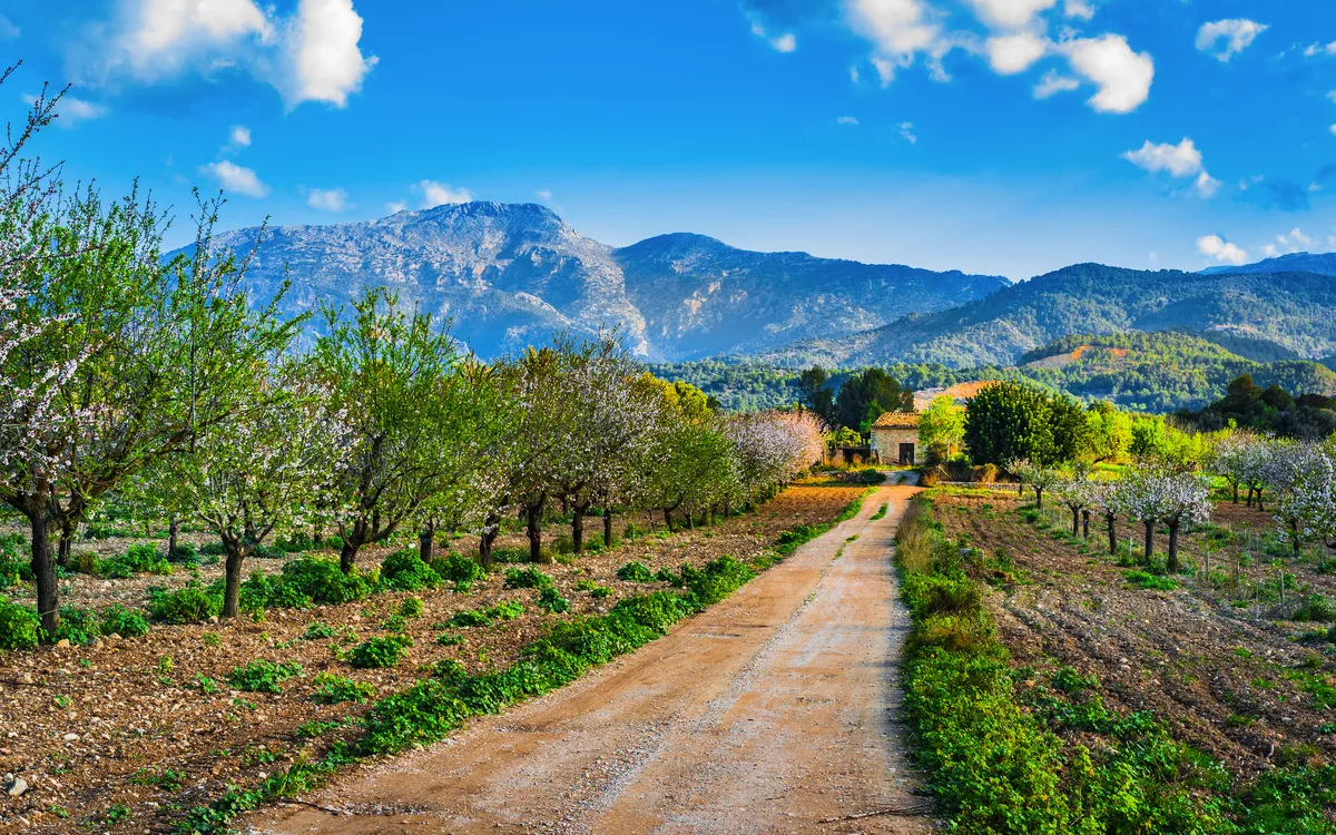 Mallorca zur Mandelblüte erleben!