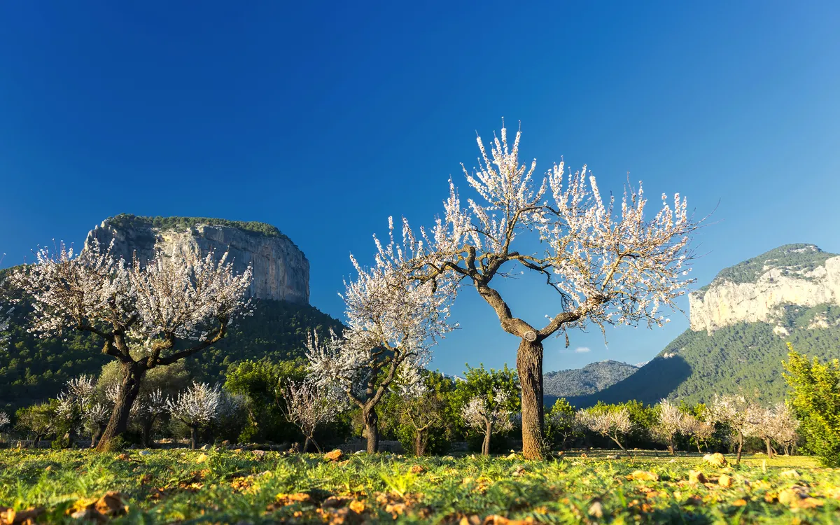 Mallorca zur Mandelblüte erleben!