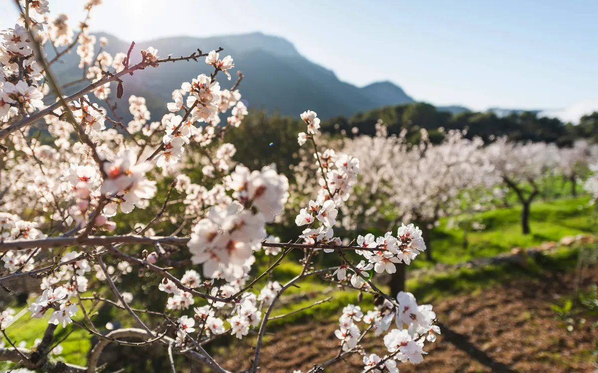 Mallorca zur Mandelblüte erleben!