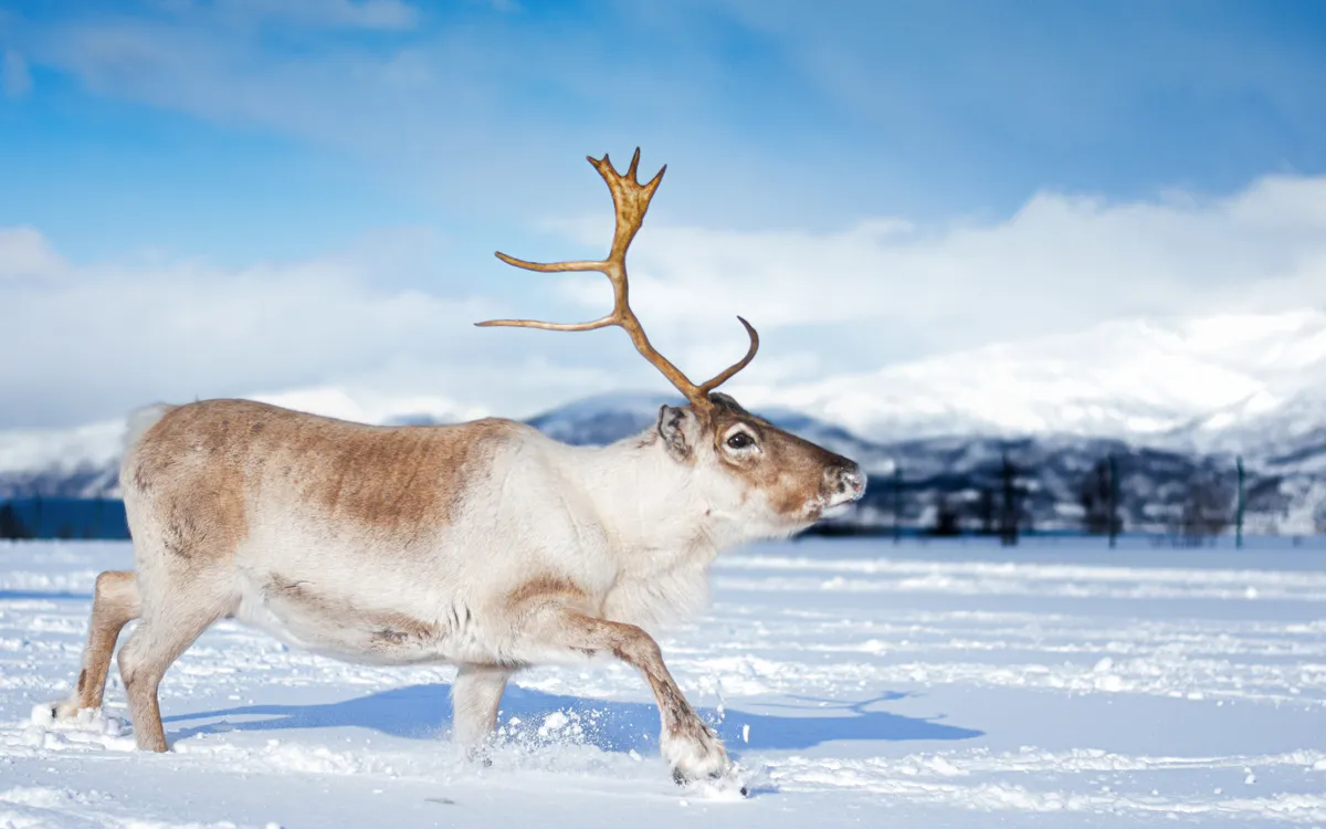 Rentiere in Norwegen