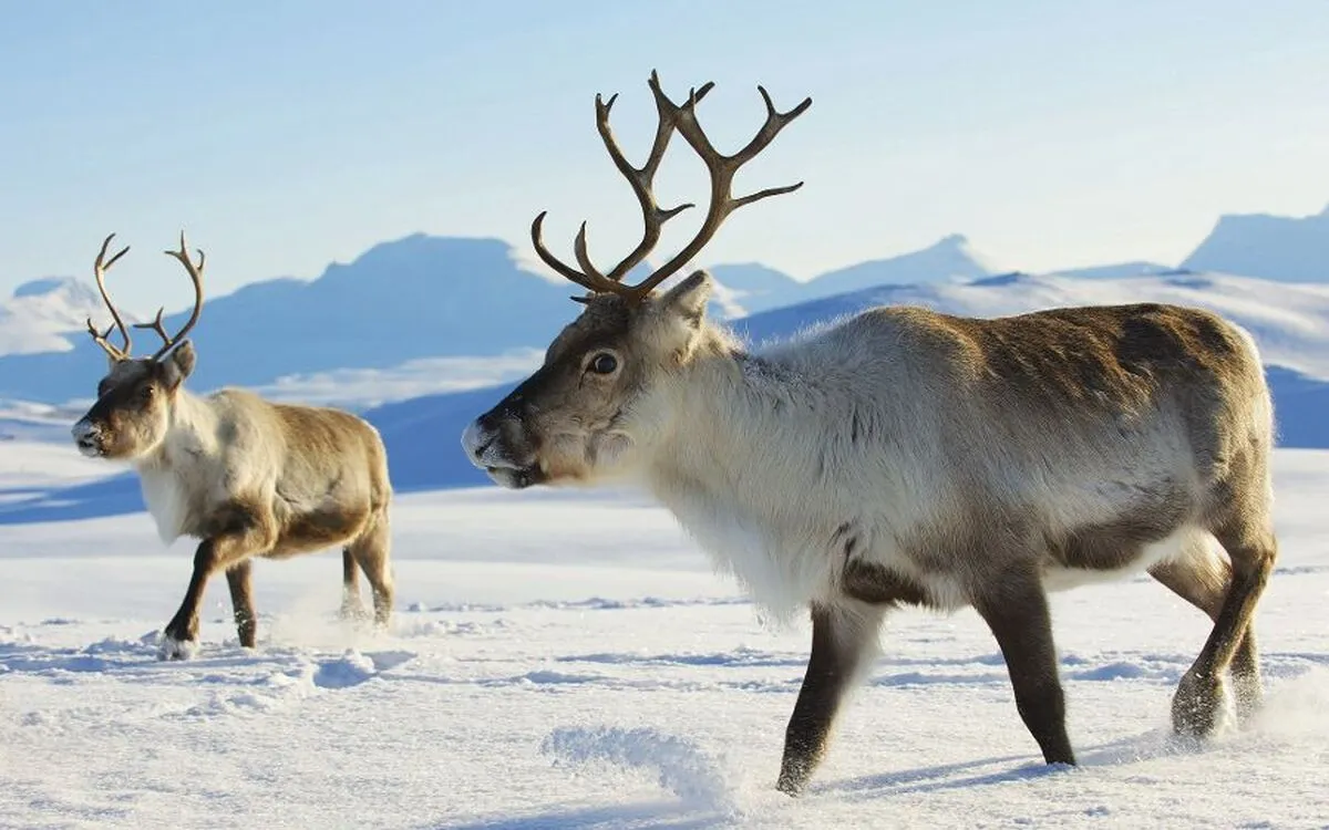 Rentiere in Norwegen