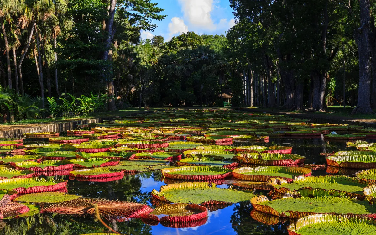 Seerosen im Botanischen Garten von Pamplemousses