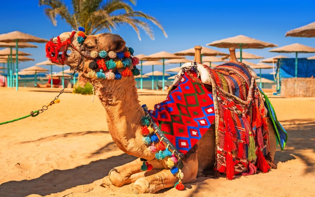 Kamel am Strand von Hurghada