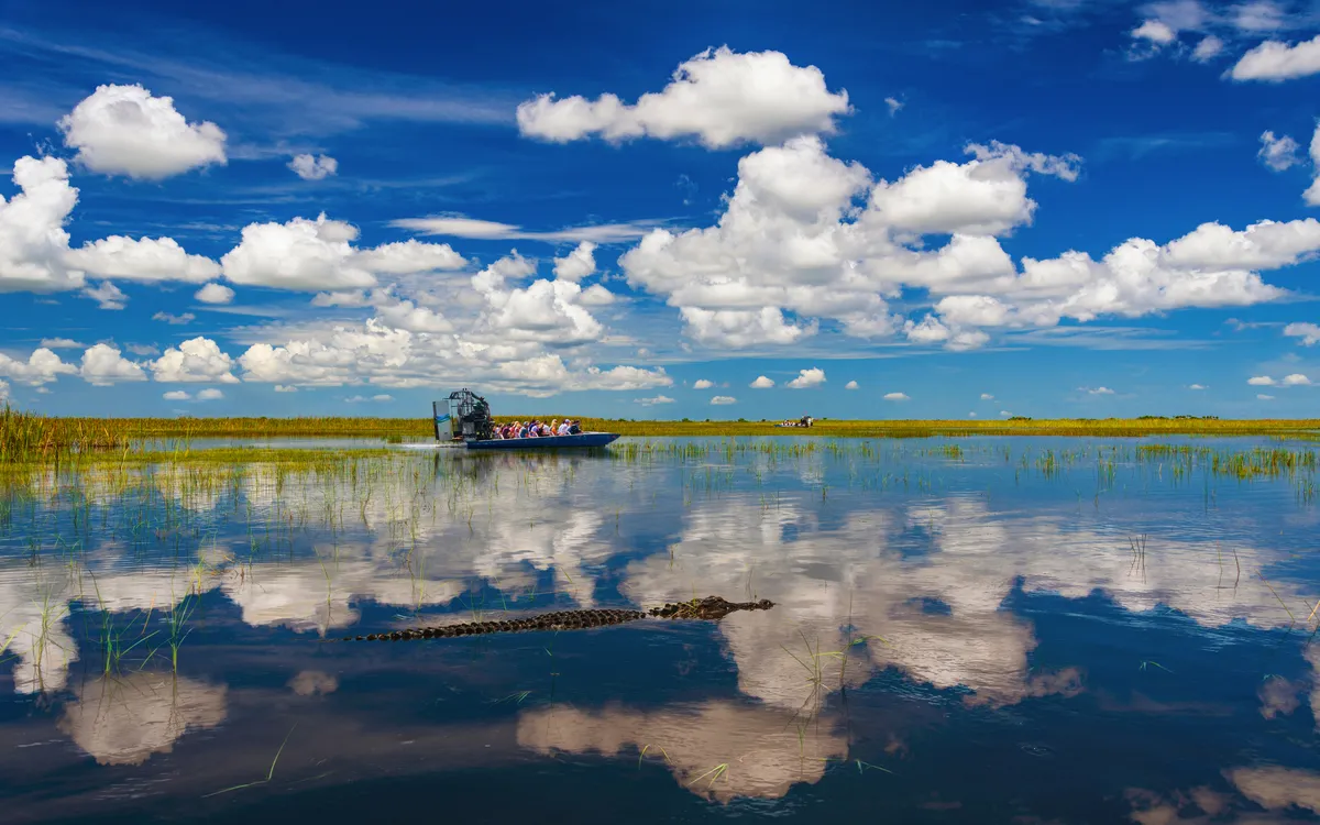 Sumpflandschaft mit Alligator im Wasser und Boot im Hintergrund unter blauem Himmel.