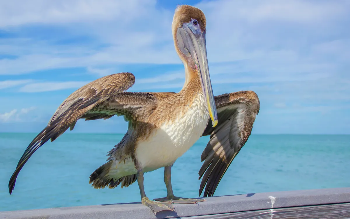 Pelikan steht auf einem Geländer mit ausgebreiteten Flügeln am Meer.
