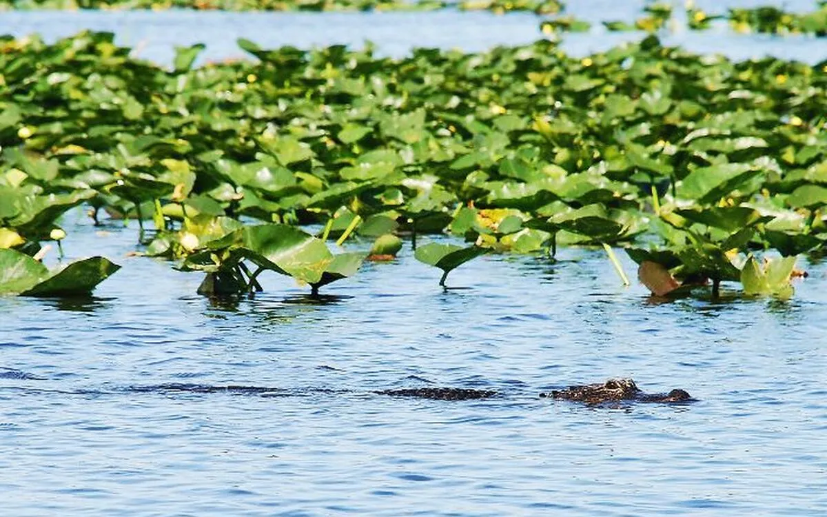 Ein Alligator schwimmt im Wasser zwischen Seerosen.