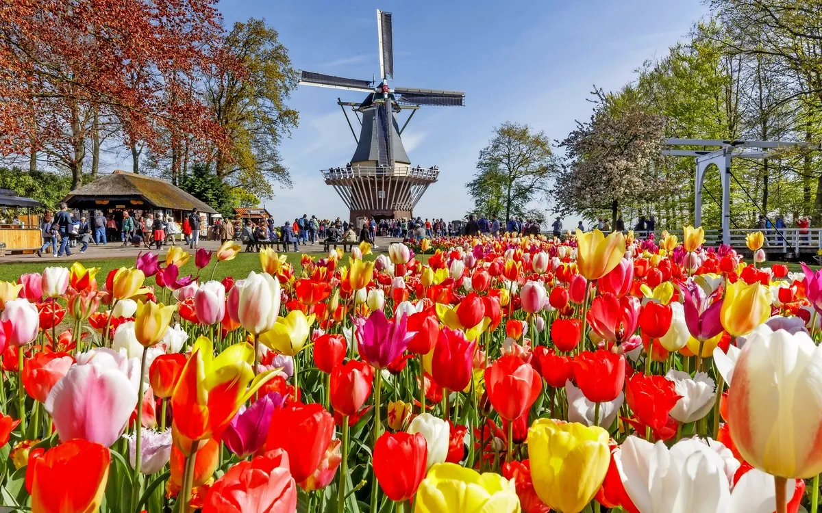 Berühmter Keukenhof mit seinen farbenprächtigen Blumenfeldern