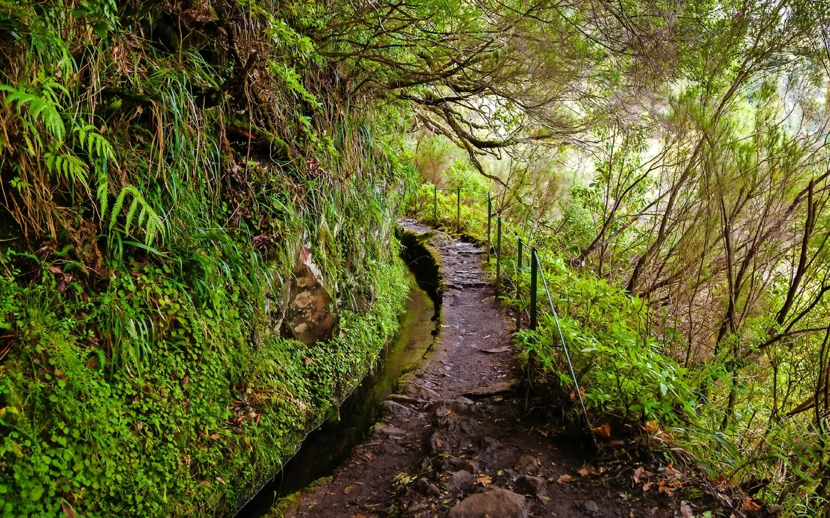 Wanderweg in grüner Waldlandschaft entlang einer Levada auf Madeira.