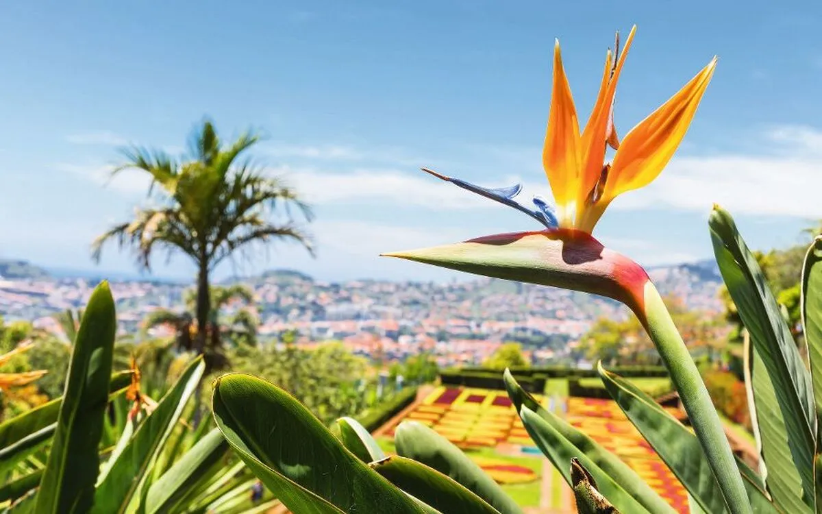 Strelitzia-Blume im Botanischen Garten von Funchal, Madeira, im Vordergrund.