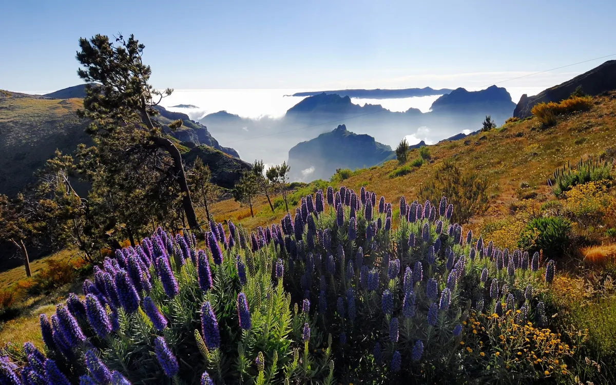 Berglandschaft in Madeira mit lila Blüten