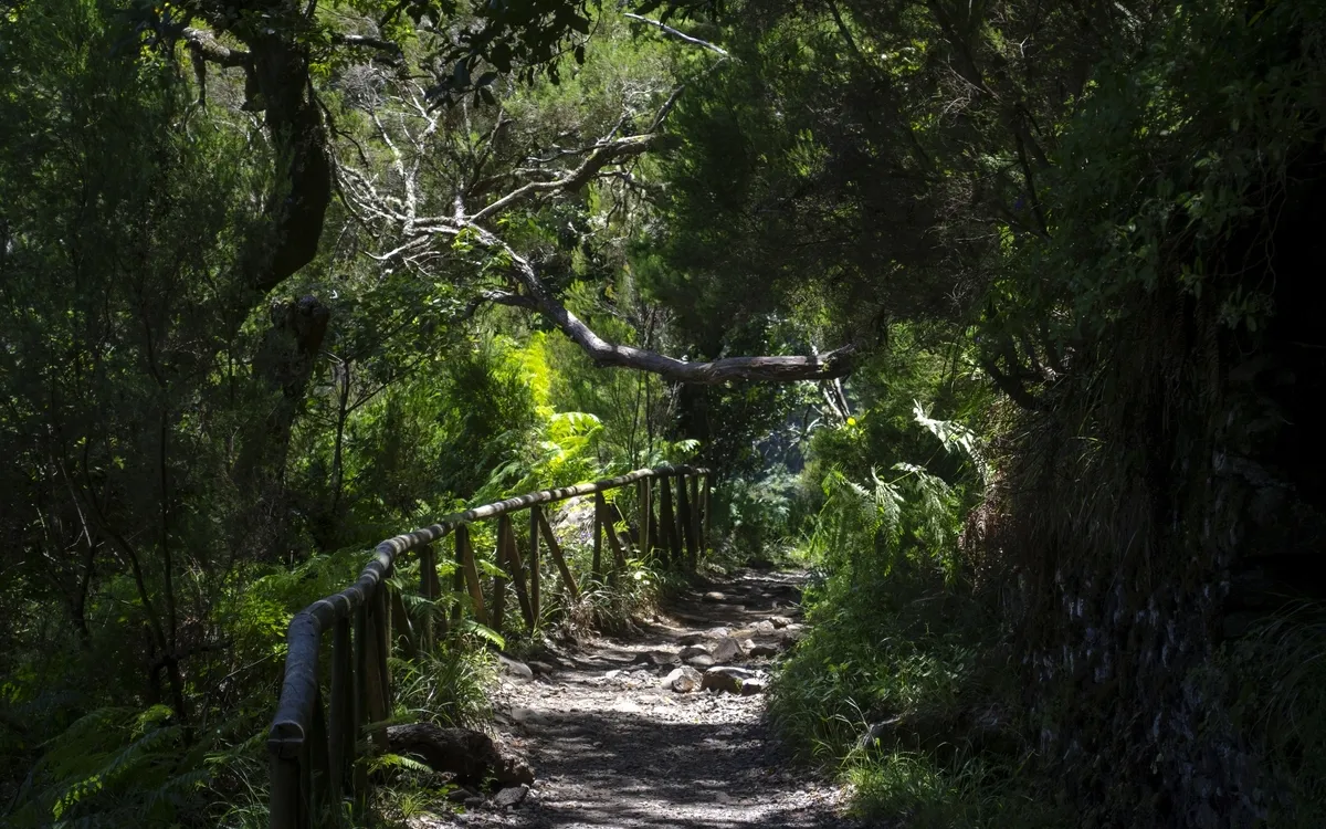 Waldweg entlang einer Levada auf Madeira