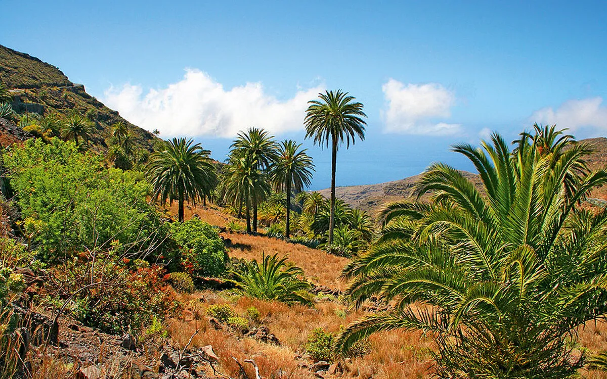 Gebirgige Landschaft mit Palmen und Meerblick auf La Gomera.