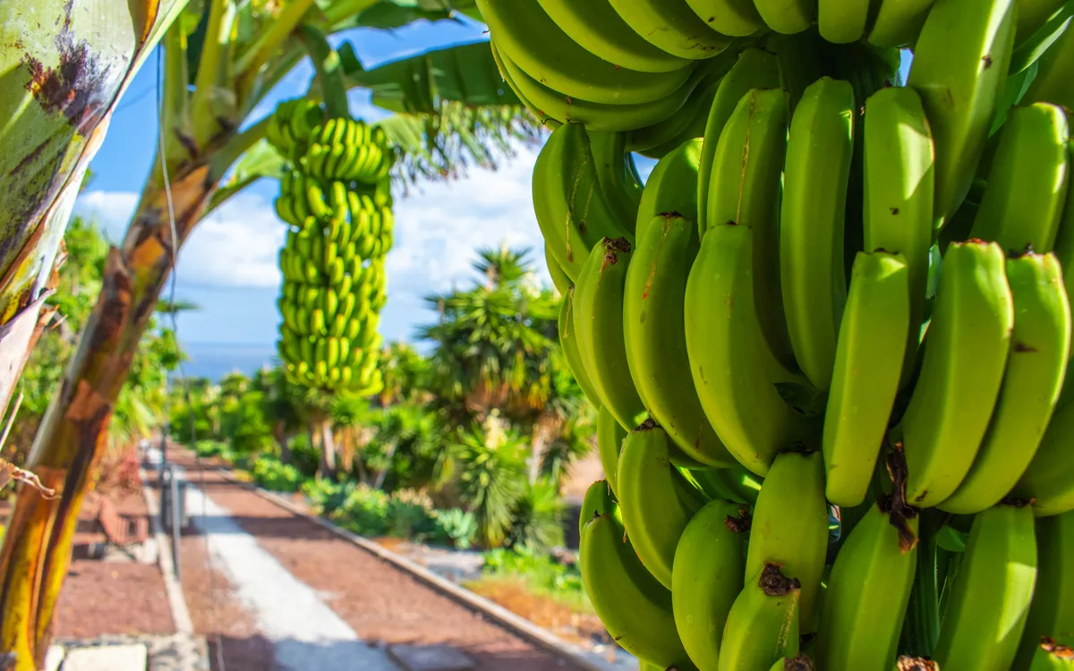Bananenstauden in Puerto de la Cruz