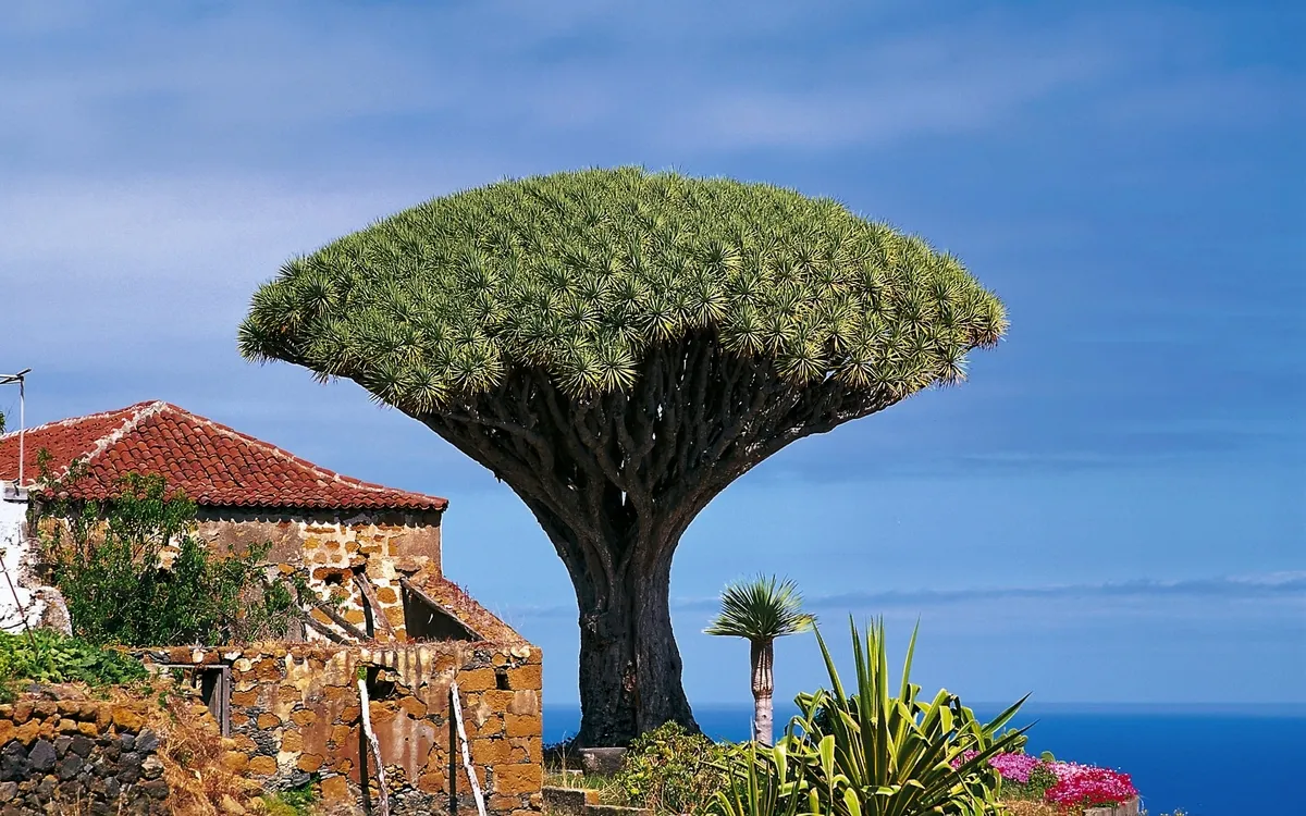 Drachenbaum auf Teneriffa vor blauem Himmel und Meer