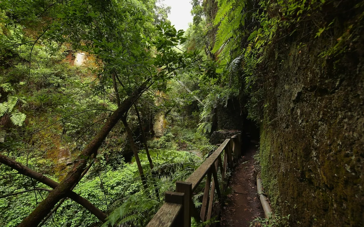 Los Tilos, das Herz von La Palma