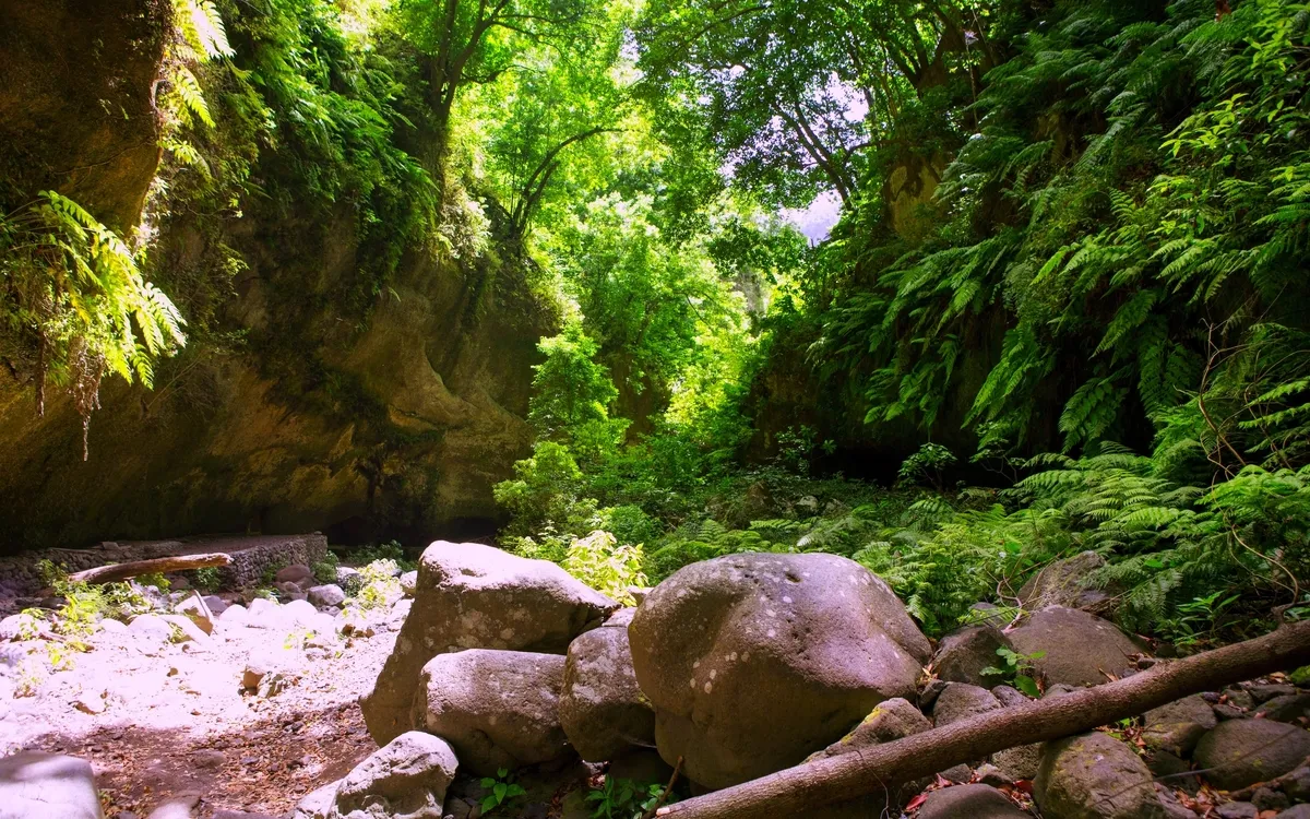Lorbeerwald von Los Tilos