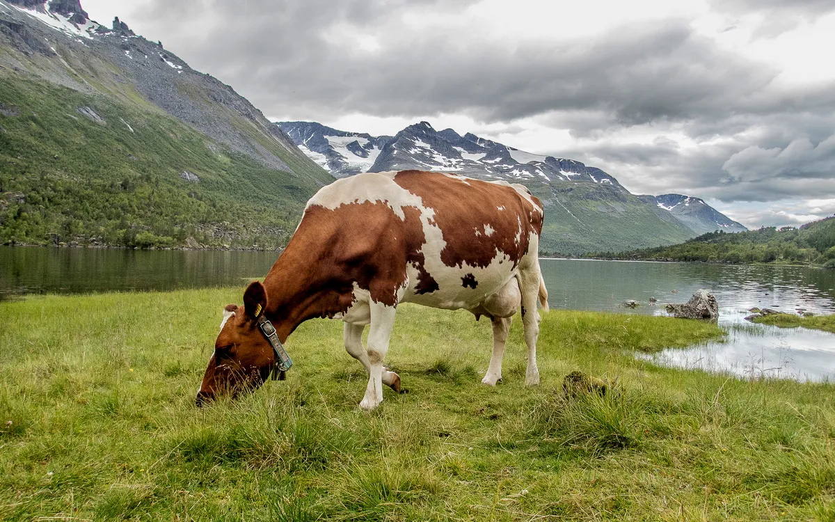 Kuh grast vor Bergkulisse und See bei Renndølsetra