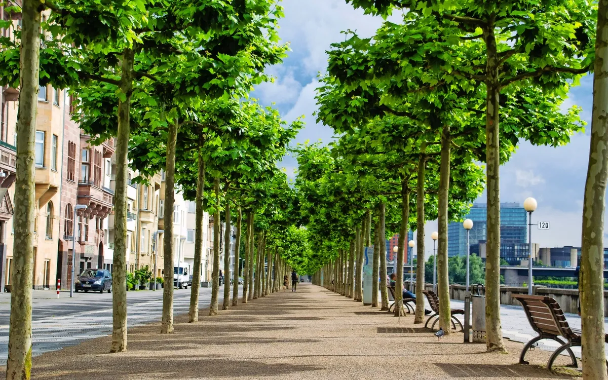 Rheinpromenade in Düsseldorf – Flusskreuzfahrt ab Franken mit Haustürabholun